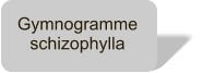 Gymnogramme schizophylla